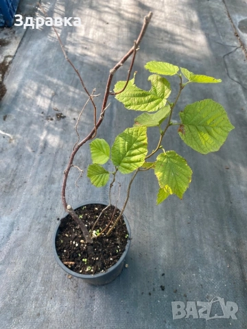 Лешник , снимка 2 - Разсади - 52745605