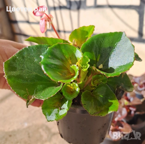 Градинска бегония , снимка 13 - Градински цветя и растения - 54237980