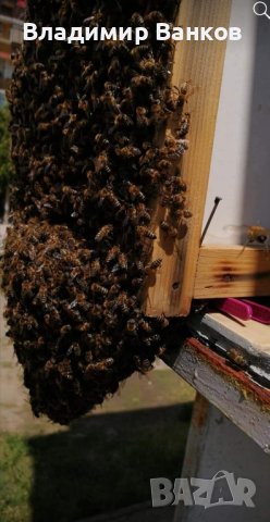 Продавам примамка за пчелни рояци "Ванков рой", снимка 3 - За пчели - 44202783