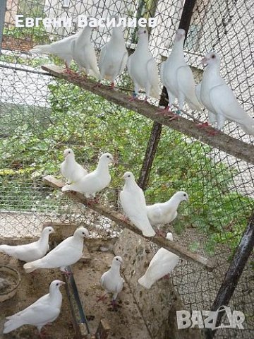 Бели пощенски гълъби