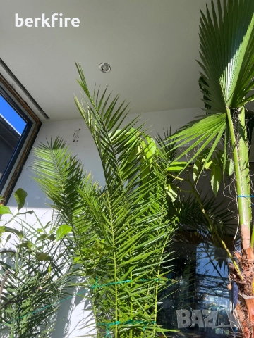 Финикова Палма , снимка 5 - Градински цветя и растения - 52943089