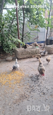 Продавам ярки Зибрайт