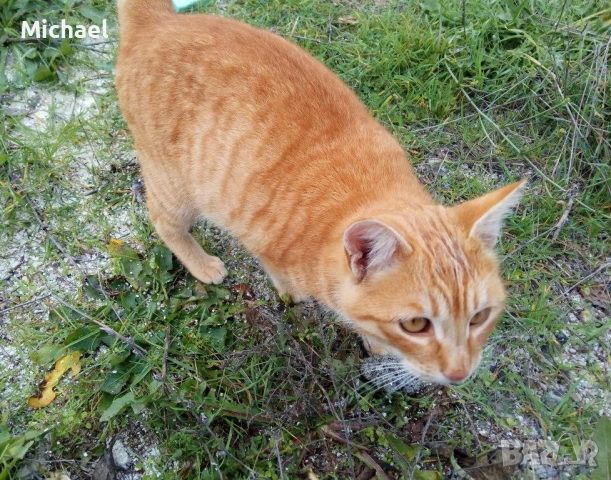 Подарявам рижко мъжко коте., снимка 12 - Други - 54016716