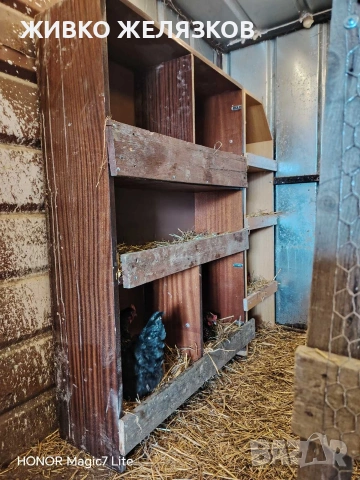 ПРОДАВАМ ОПЛОДЕНИ КОКОШИ ЯЙЦА , ЗА РАЗПЛОД, снимка 3 - Кокошки и пуйки - 53923856