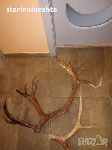СССР Ретро Винтидж големи стари рога рог елен лос трофей 