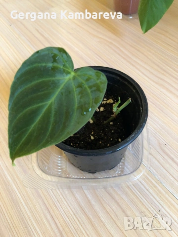 Philodendron Splendid , снимка 3 - Стайни растения - 53141357