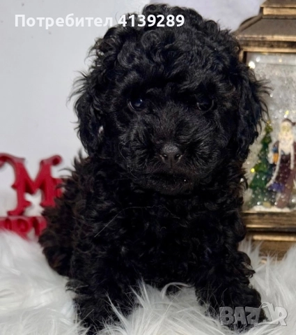 Пудел мини мини , снимка 4 - Пудели - 52754833