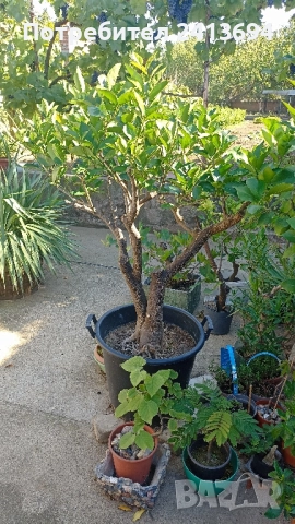 портокал "Валенсия", снимка 2 - Други стоки за дома - 51537842