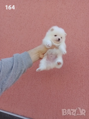 Мъжки мини Померан. Реални снимки!, снимка 3 - Померан - 53092226