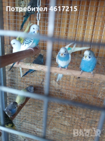 Вълнисти папагали . 20 лв. за брой, снимка 2 - Папагали - 51985070