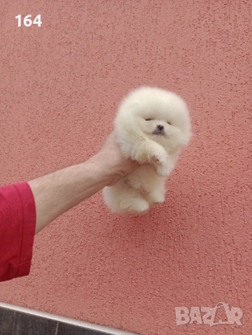 Чисто бели мини Померани. Реални снимки !!! , снимка 11 - Померан - 53895518