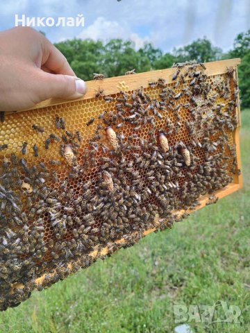Свободно оплодени пчелни майки, снимка 2 - За пчели - 40812664