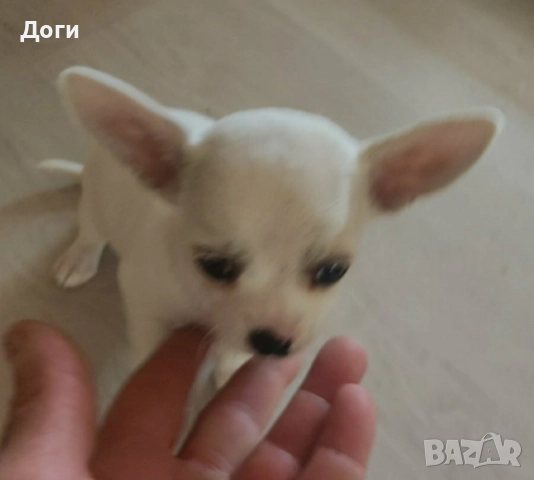 Продавам чихуахуа , снимка 3 - Чихуахуа - 51640490