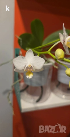 4 мини орхидеи без цвят, снимка 5 - Стайни растения - 54190789