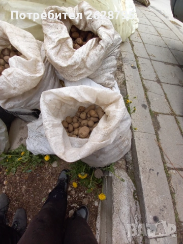 Картофи за семе и консумация, Родопски картофи, снимка 12 - Хранителни добавки - 54196858