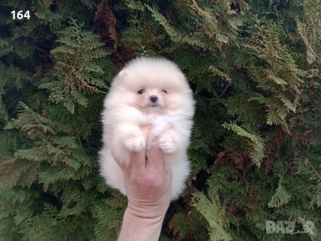 Мъжки и женски Померани.  Реални снимки от 22.03.26 г. , снимка 15 - Померан - 53923472