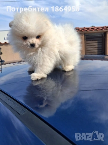 БЕБЕТА ПОМЕРАН Доставка , снимка 4 - Померан - 54007836