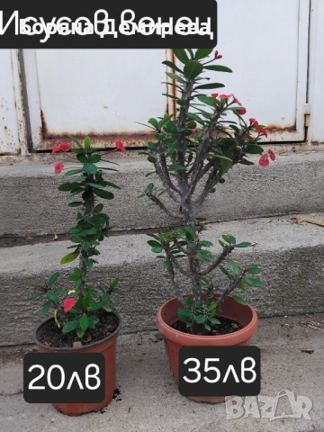 Моите цветя, снимка 5 - Градински цветя и растения - 52213640