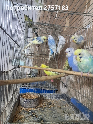 продавам вълнисти папагали, снимка 2 - Папагали - 54130104