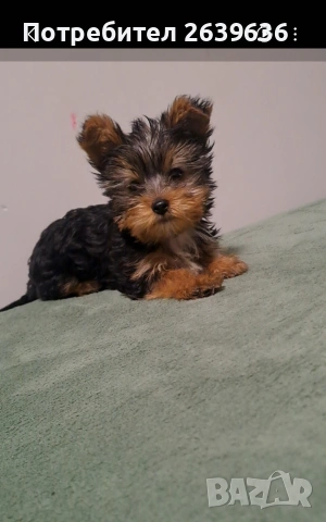 Мини йорки женско 2 месеца, снимка 4 - Йоркширски териер - 53147808