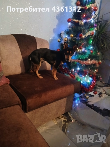 продавам, снимка 3 - Пинчер - 52631421