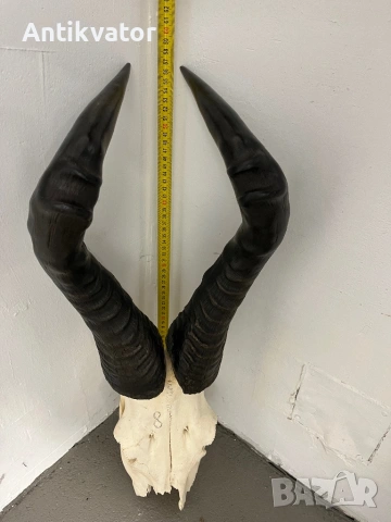 Трофей антилопа хартебест, снимка 4 - Декорация за дома - 54346388
