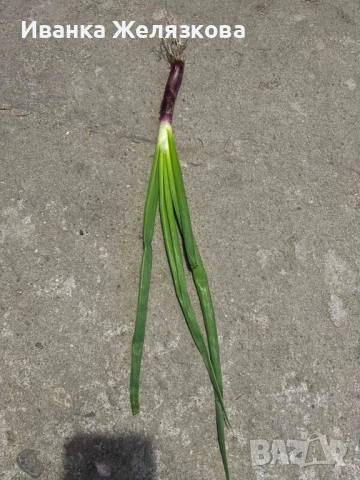 Продавам червен лук на пера 1връзка от 5бр