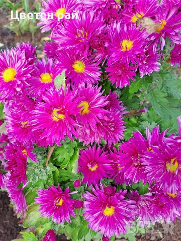 Разсад хризантеми , снимка 6 - Градински цветя и растения - 54010299