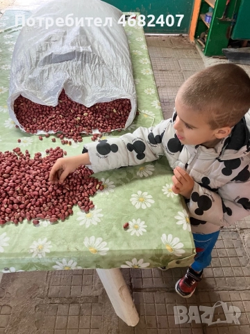 Български ФЪСТЪК, снимка 5 - Разсади - 52790593