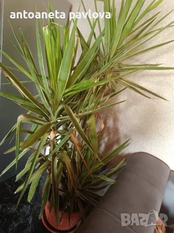 Два броя Палма Юка 