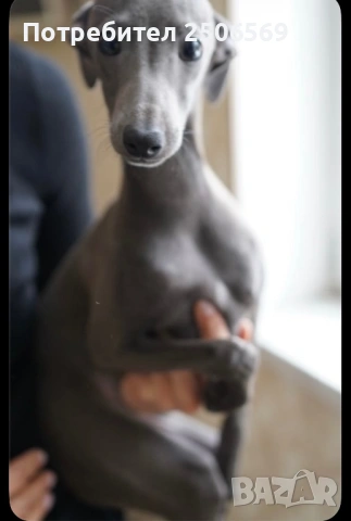 Продавам кученца италианска хрътка, снимка 6 - Хрътка - 53012848