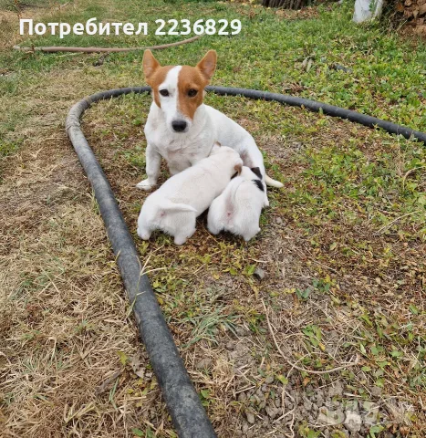 Джак-Ръсел Териер , снимка 4 - Джак ръсел териер - 56140727