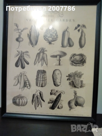 Зеленчуци-графика