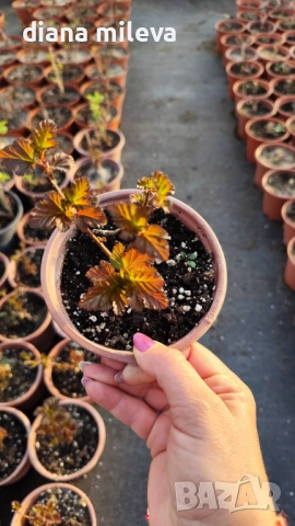 Физокарпус Диабло, Physocarpus Opulifolius Diablo, снимка 11 - Градински цветя и растения - 45688473