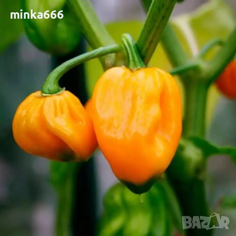 Корени оранжево хабанеро, снимка 2 - Стайни растения - 39833613