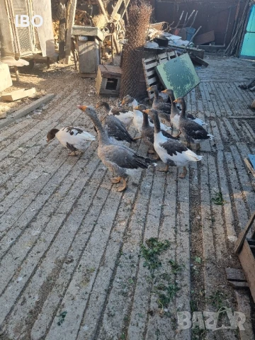 гъски фазан петли пуйки, снимка 4 - Патици и гъски - 51185883