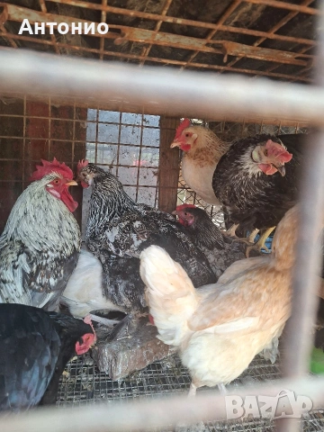 селски кокошки и пилета 