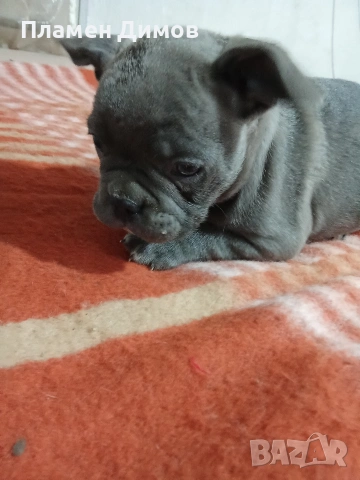 френски булдог 4 момчета и 2 момичета , снимка 12 - Френски булдог - 54026317