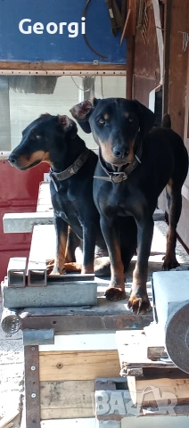 Продавам 6 бр. малки кучета ягтериери.родени на 28.01.26г., снимка 4 - Ягдтериер - 53265603