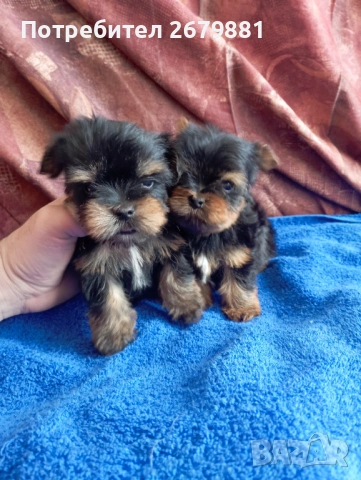 Мони йорки - момичета