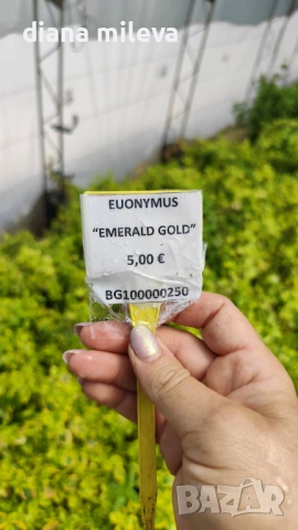 Евонимус Емералд Голд, Euonymus Emerald and Gold!!!, снимка 6 - Градински цветя и растения - 54317303