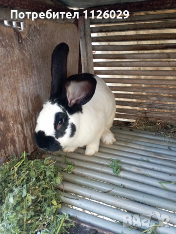 Заек пеперуда , снимка 8 - Други - 54235766