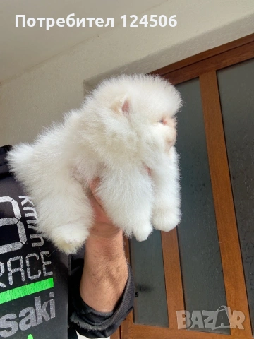 Померан мини померанче, снимка 5 - Померан - 54080656