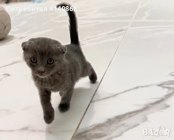 Шотландски клепоухи , снимка 3 - Британска късокосместа - 56370005
