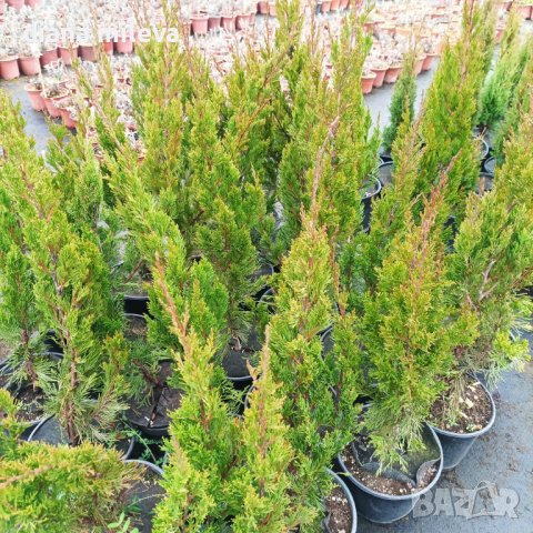 Юниперус хинензис Спартан, Juniperus chinensis 'Spartan', снимка 5 - Градински цветя и растения - 44464961