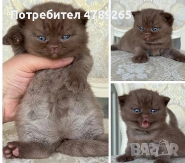 Кафява Британска Късокосместа