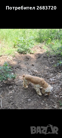 Кокер шпанйол женско на 6 г., снимка 2 - Кокер шпаньол - 53034137
