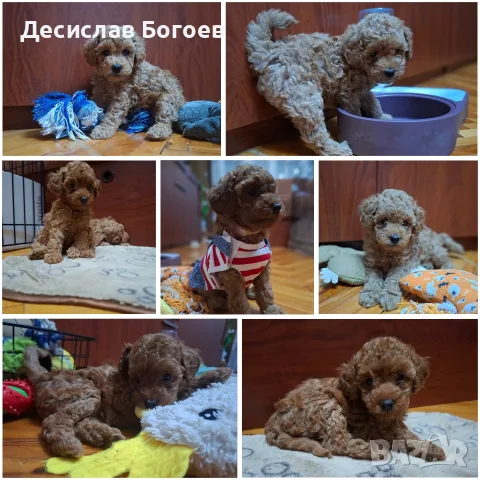 Женски той пудели