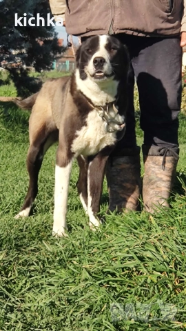 Средноазиатска овчарка - Алабай, снимка 6 - Средноазиатска овчарка - 52775561