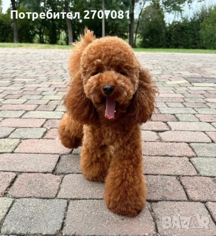 Мини пудел, снимка 3 - Пудели - 53082673